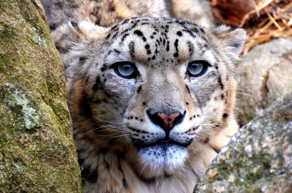 snow leopard sweden