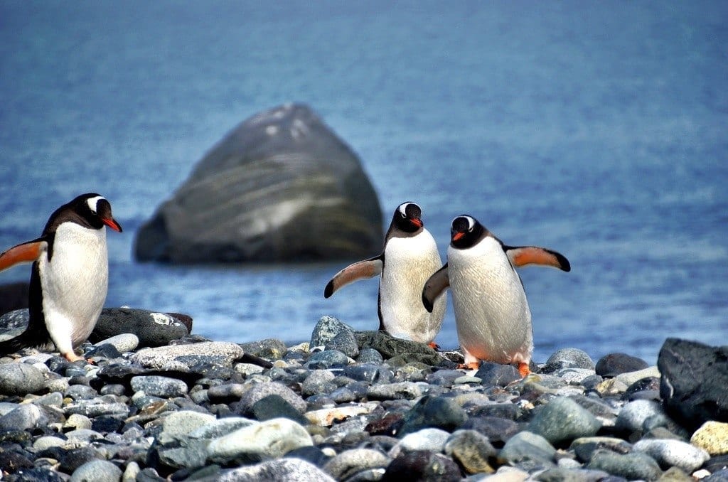 penguins Antarctica