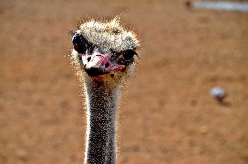 Ostrich Curacao