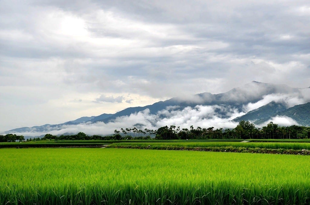 Taiwan rice paddy