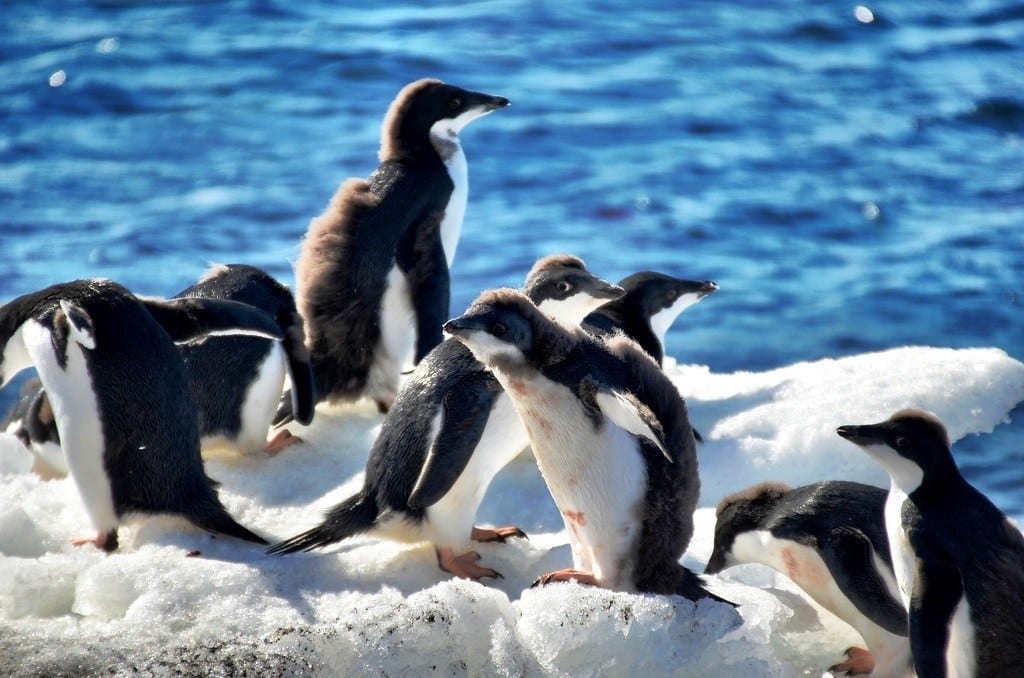 penguins antarctica