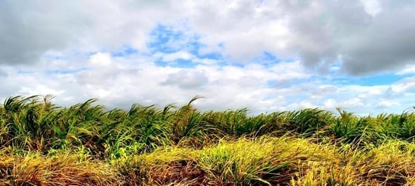 South Pacific/Hawaii