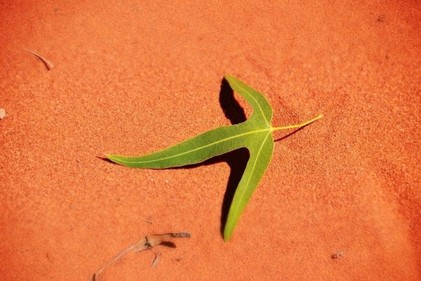 Leaf desert Australia