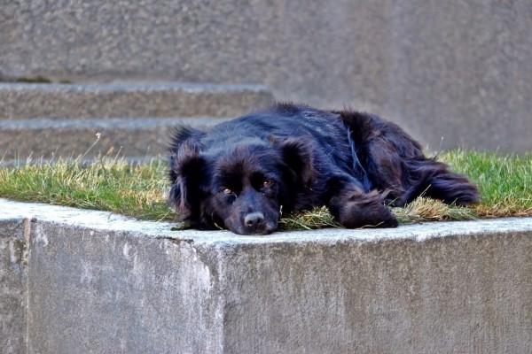 Dog Punta Arenas Chile
