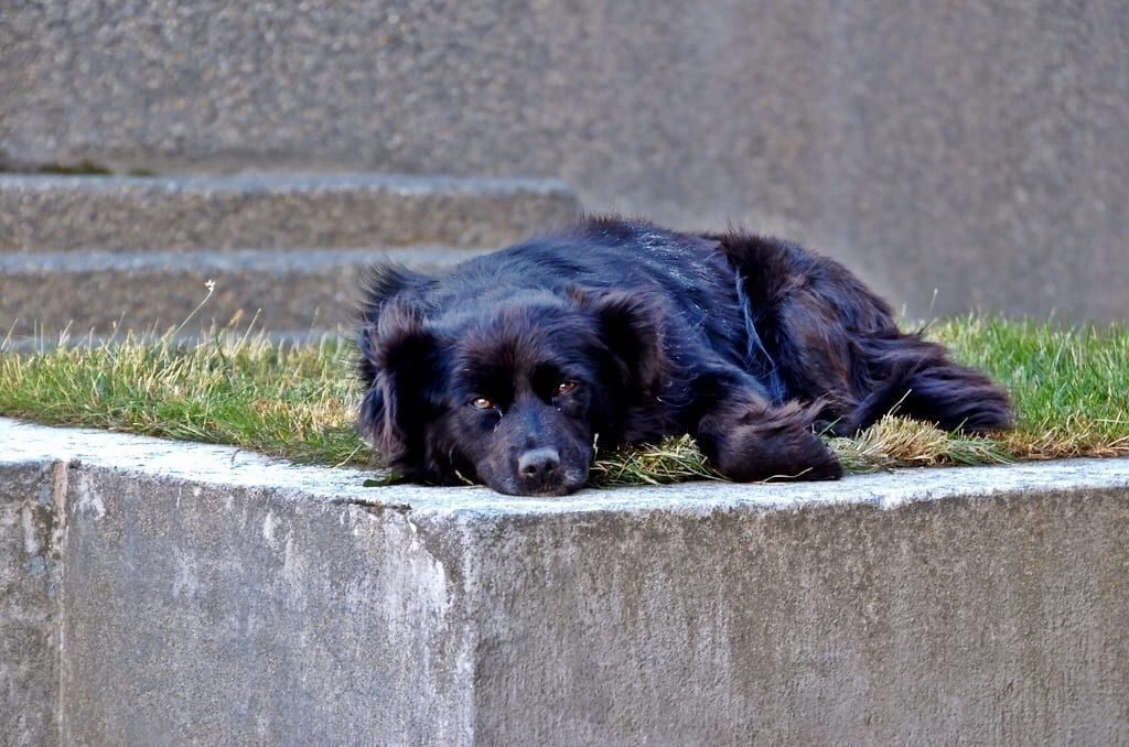 Dog Punta Arenas Chile