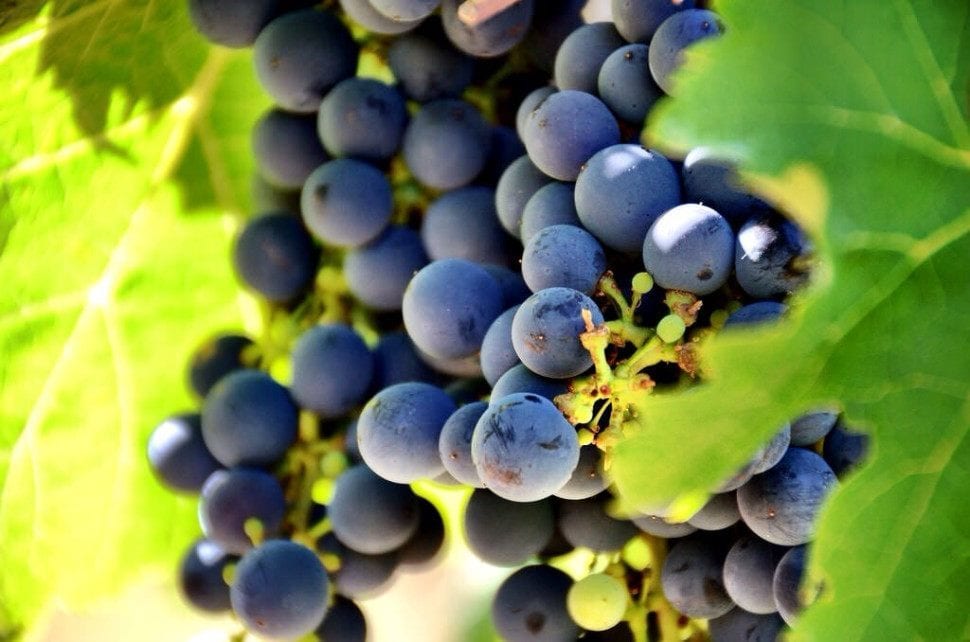 Wine grapes margaret river Australia