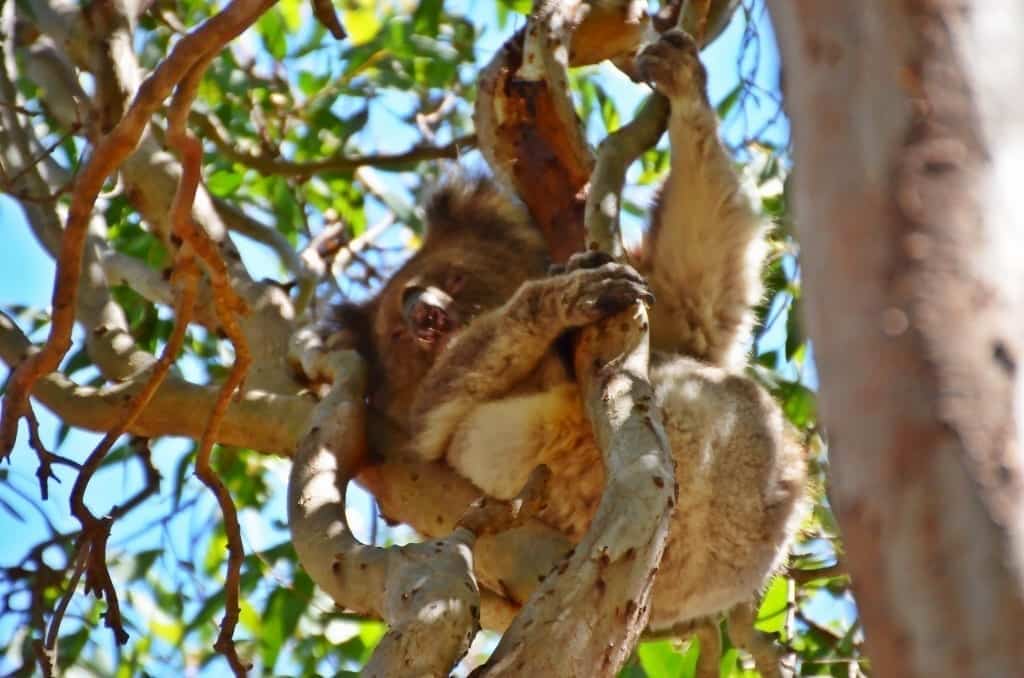 Koala Kangaroo Island Australia