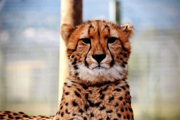 South Africa Cheetah