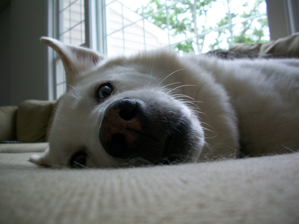 Dog Siberian Husky