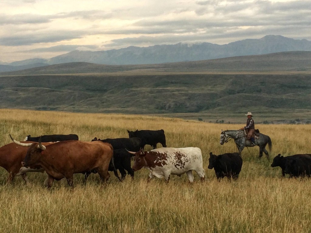 Alberta Cowboy Canada
