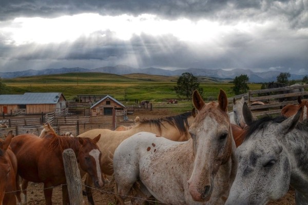 Horses in Alberta, Canada