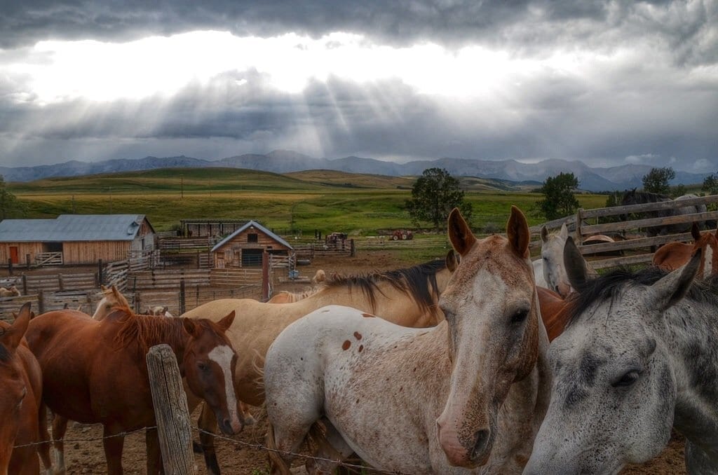 Horses in Alberta, Canada