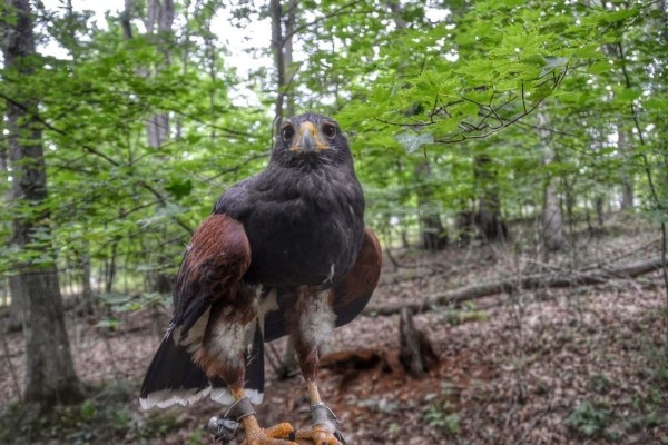 Harris hawk Omni Homestead Virginia