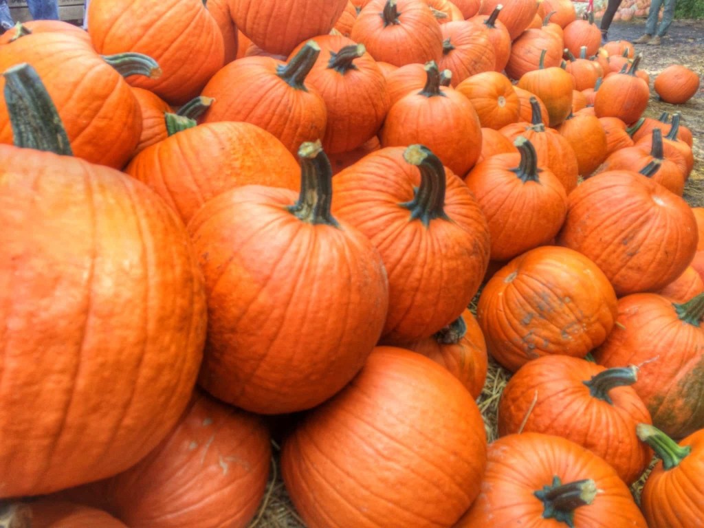 Fall pumpkins