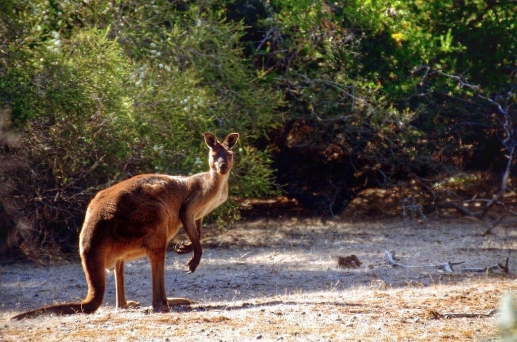 Kangaroo Island Australia