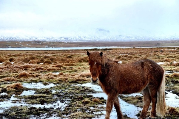 Iceland Horse