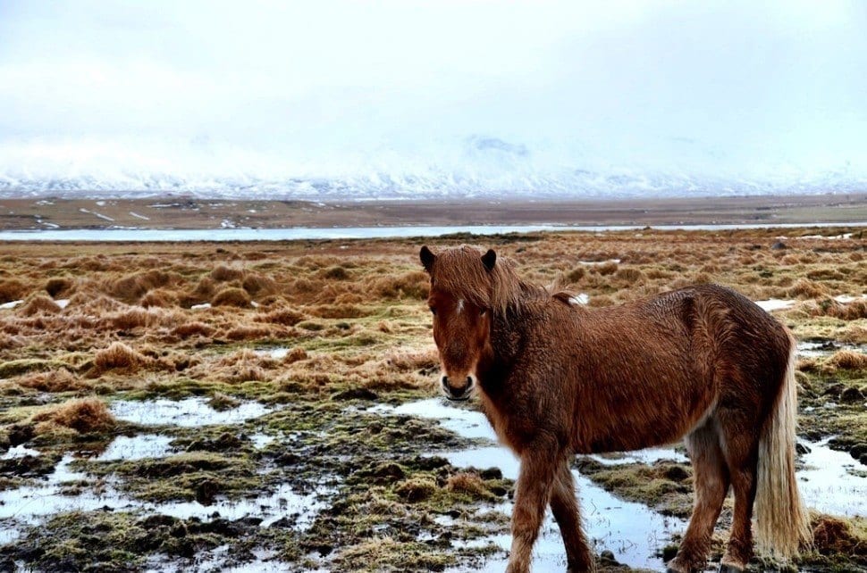 Iceland Horse