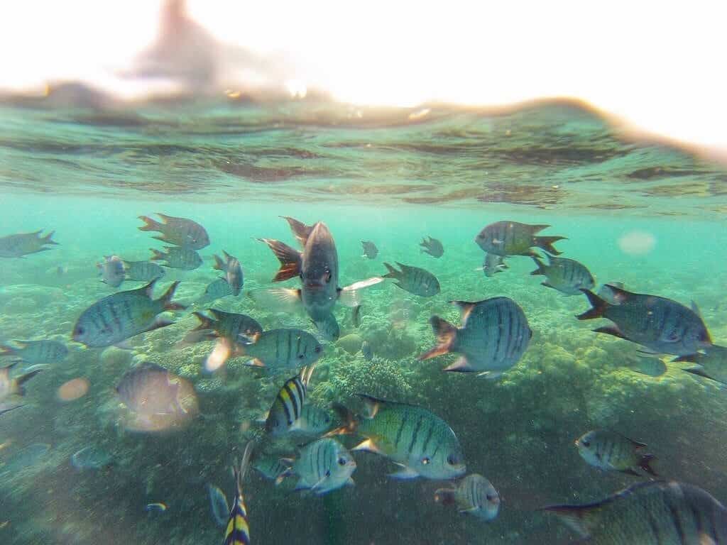 Great Barrier Reef Queensland Australia