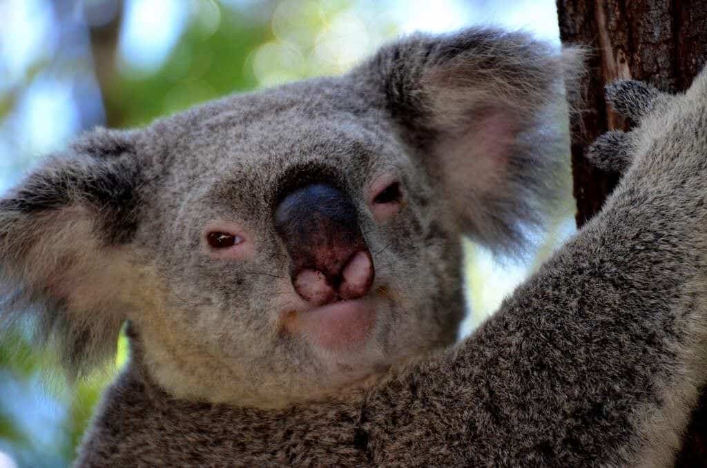 Koala Australia