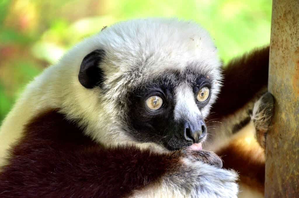 Duke Lemur Center Durham North Carolina