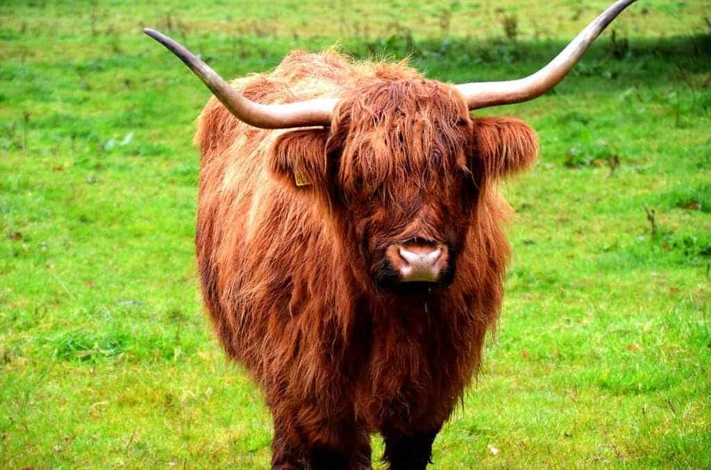 Highland Cow Scotland UK