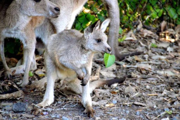 Kangaroo Queensland Australia