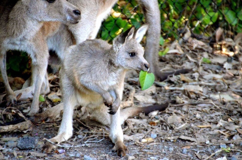Kangaroo Queensland Australia