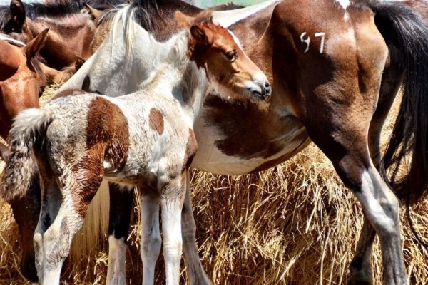 Chincoteague Virginia