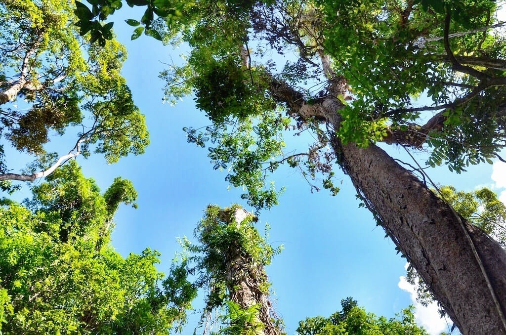 Daintree Rainforest Queensland Australia