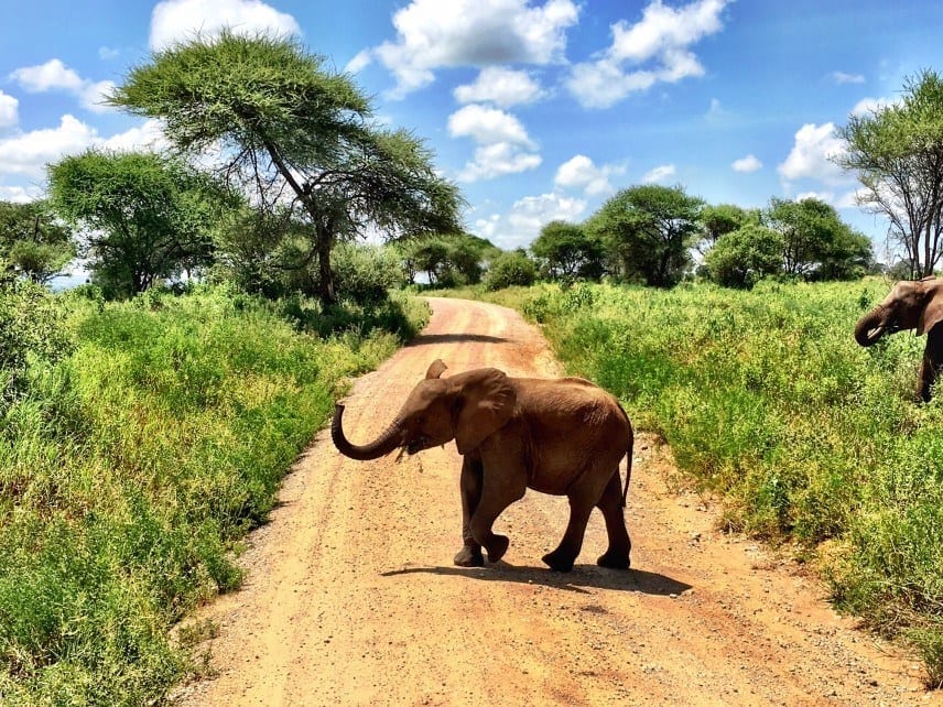 Tarangire National Park‎ Tanzania