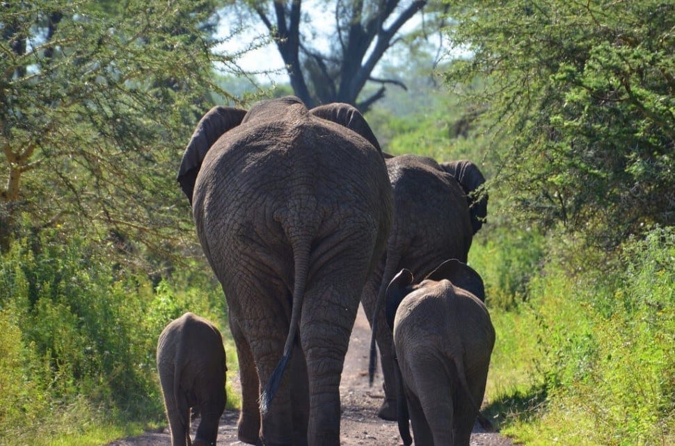 Elephants Ngorongoro Crater Tanzania