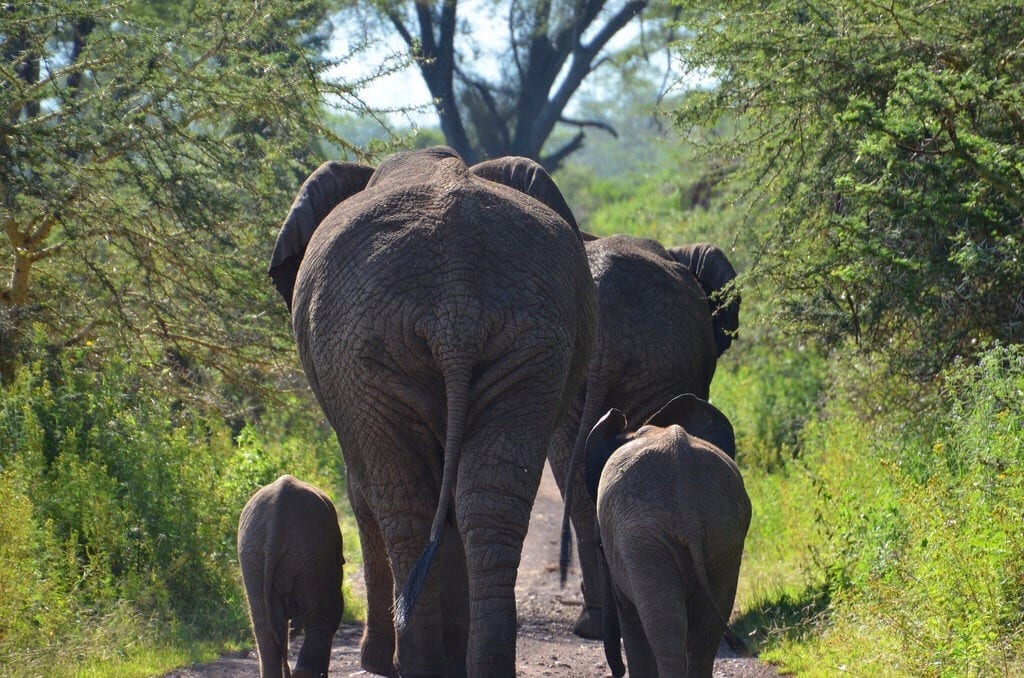 Elephants Ngorongoro Crater Tanzania