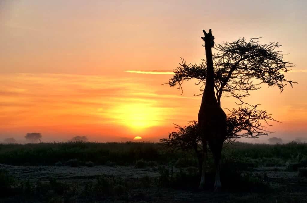 Sunrise Giraffe Serengeti Tanzania