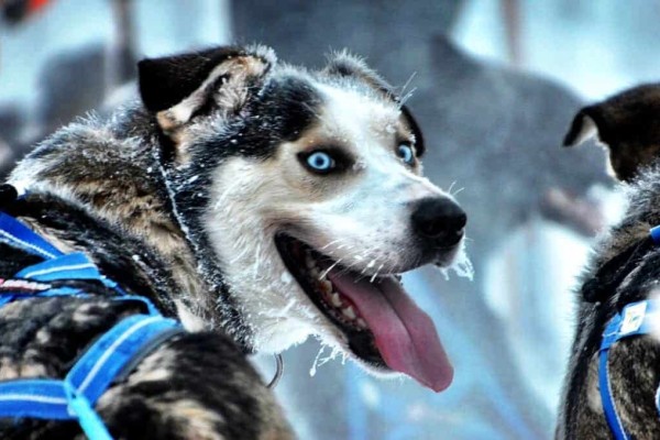 Dog Rovaniemi Finland