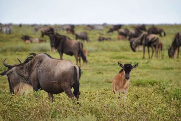 Great Migration Tanzania