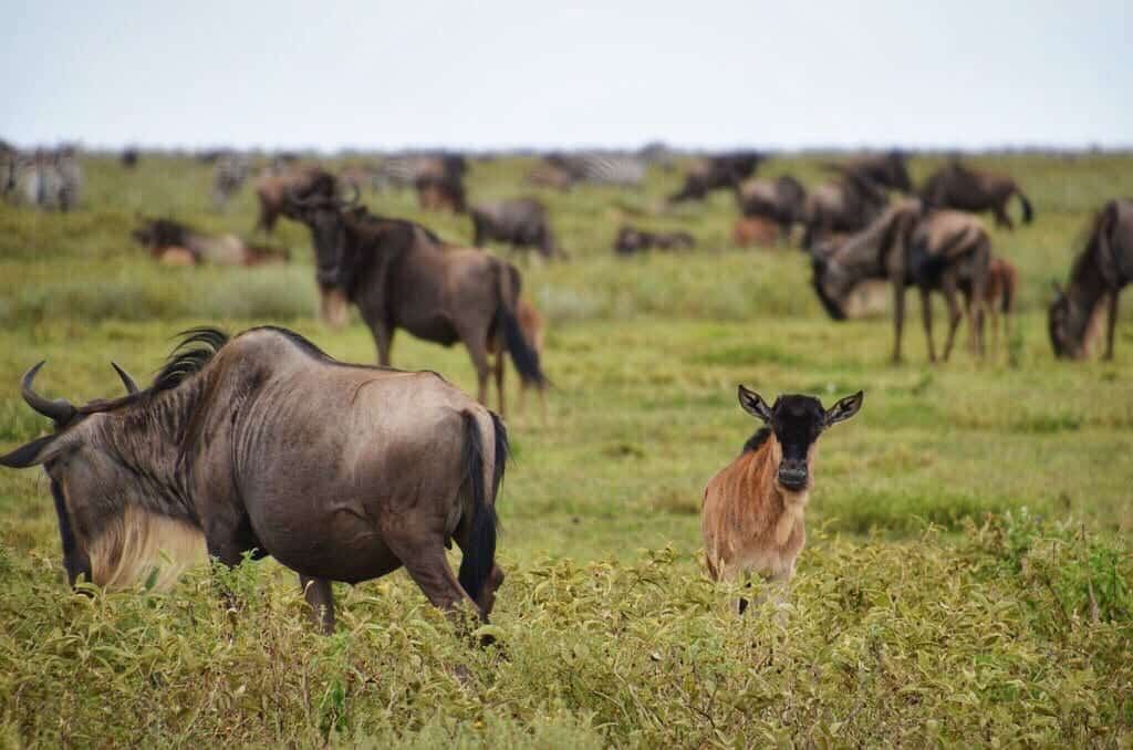 Great Migration Tanzania