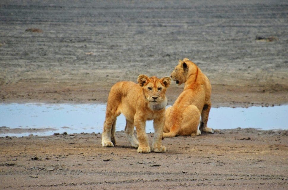 Lion tanzania