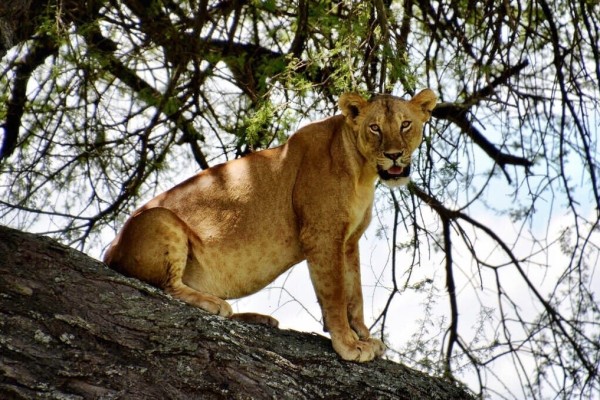 Lion Tarangire Tanzania