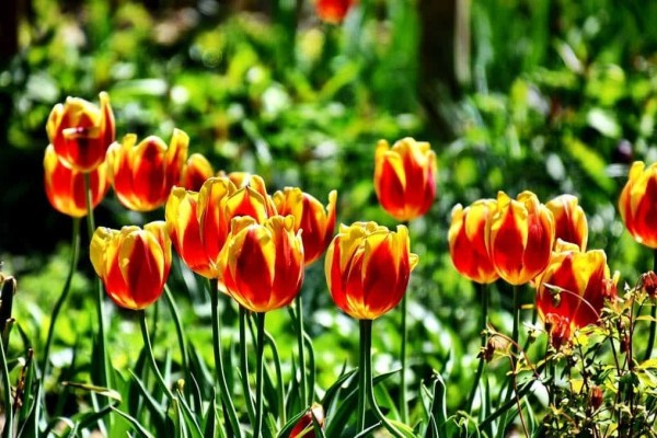 Flowers Washington DC