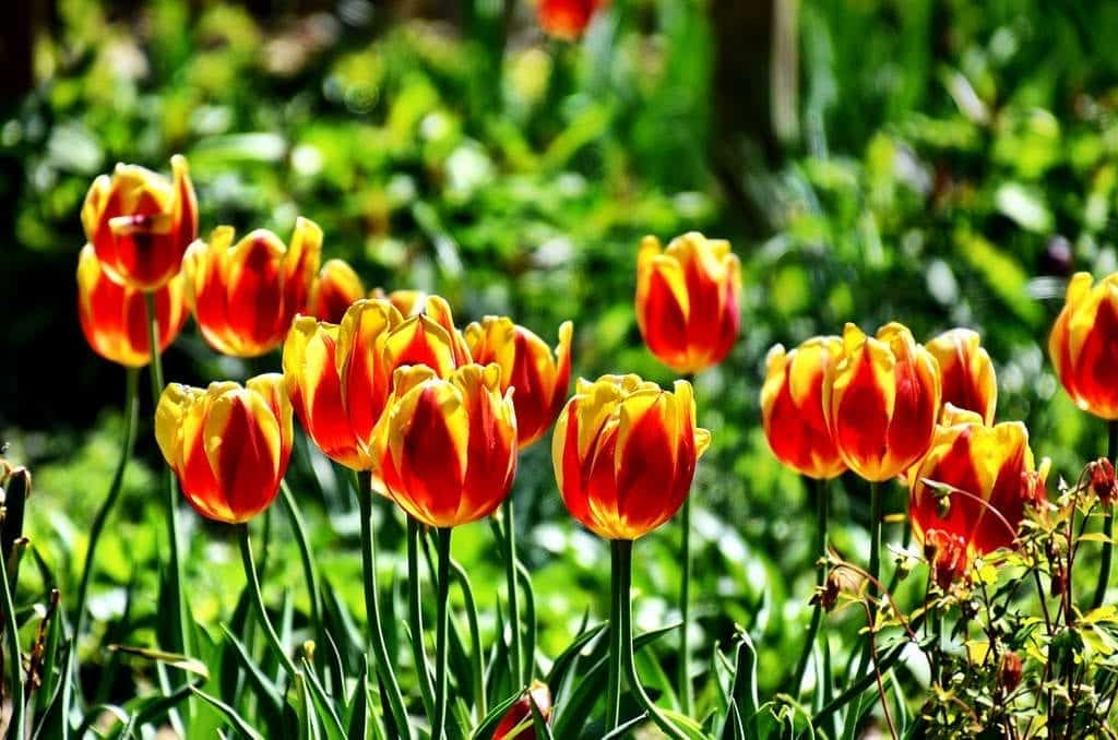 Flowers Washington DC