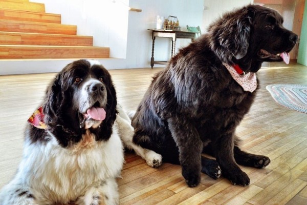 Newfoundland and Labrador Canada