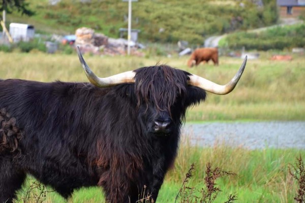 Highland Cow Scotland UK