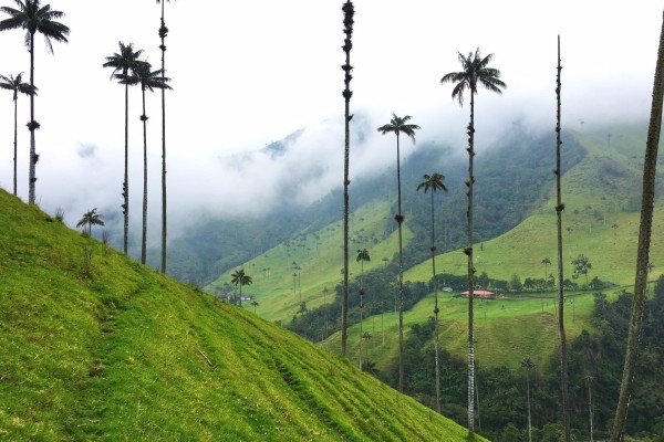 Cocora Valley, Colombia