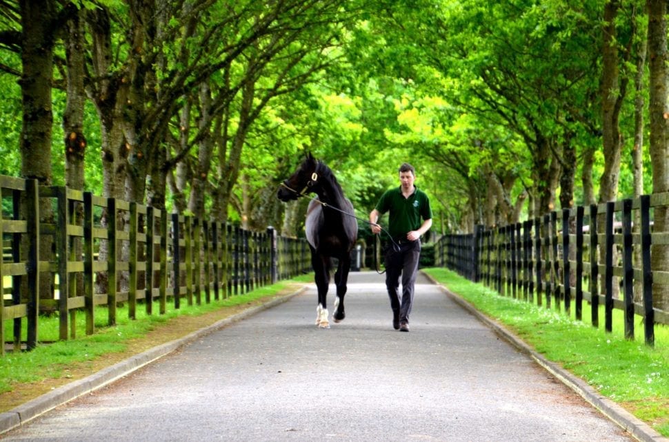 Irish National Stud Ireland Horse