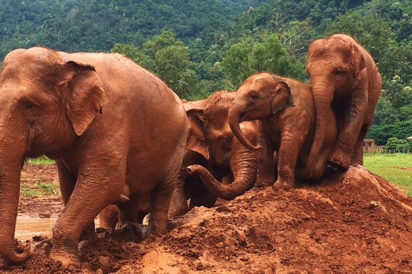 Elephant Thailand
