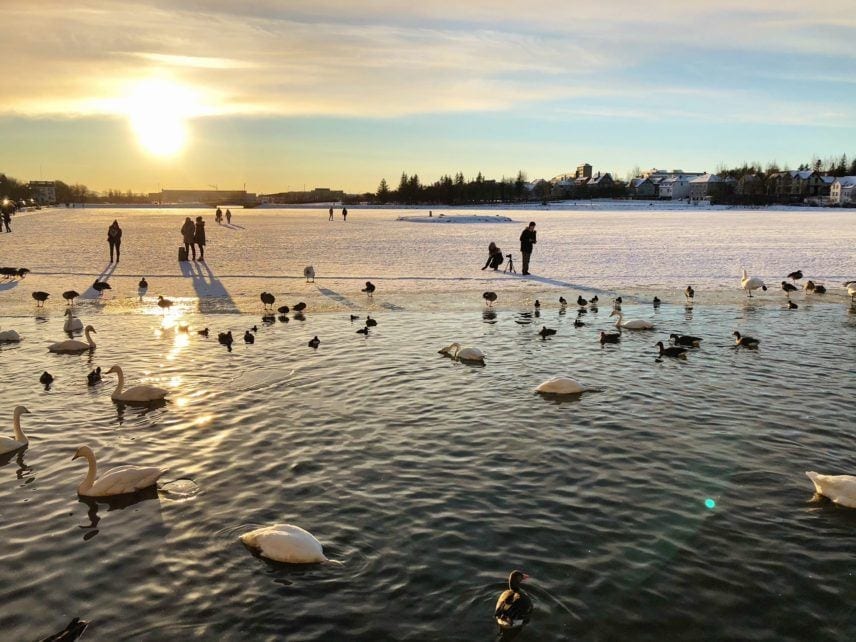 Pond Reykjavik Iceland