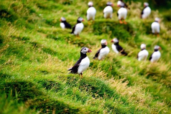 Puffin Westman Islands Iceland