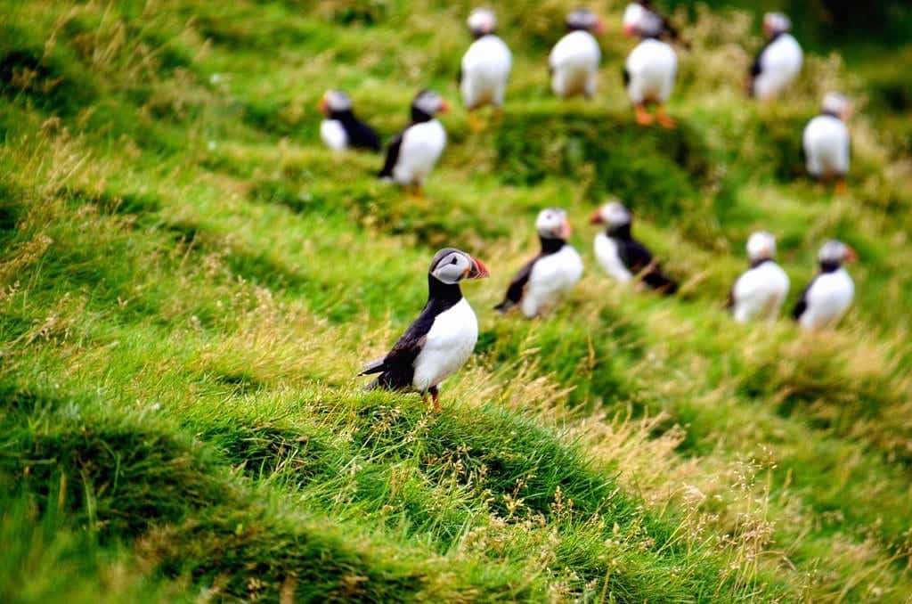 Puffin Westman Islands Iceland
