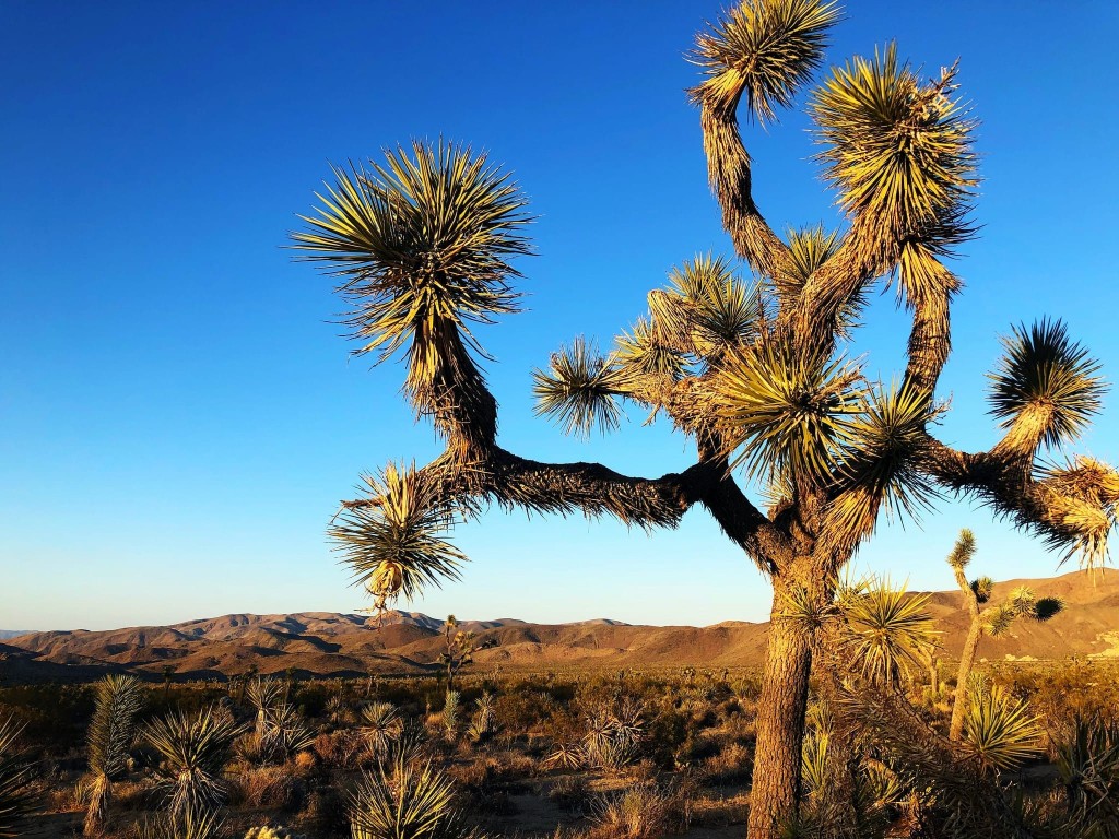 Joshua Tree California