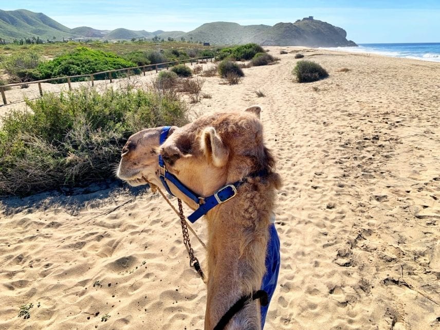 Camel Cabo Mexico